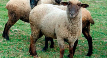 Jaká plemena ovcí je nejlepší chovat?